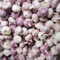 Wholesale Garlic Normal White fresh garlic importers